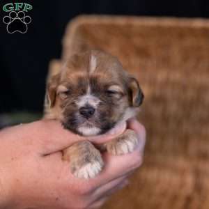 Scott, Teddy Bear Puppy
